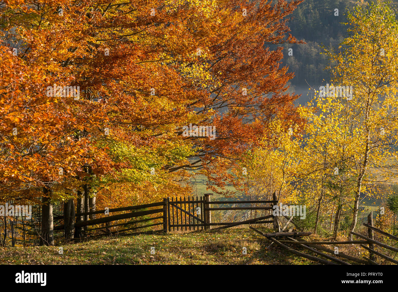 Beautiful colorful morning scene with autumn trees in Carpathian mountains, Ukraine. Orange and yellow leaves close up view at sunrise Stock Photo