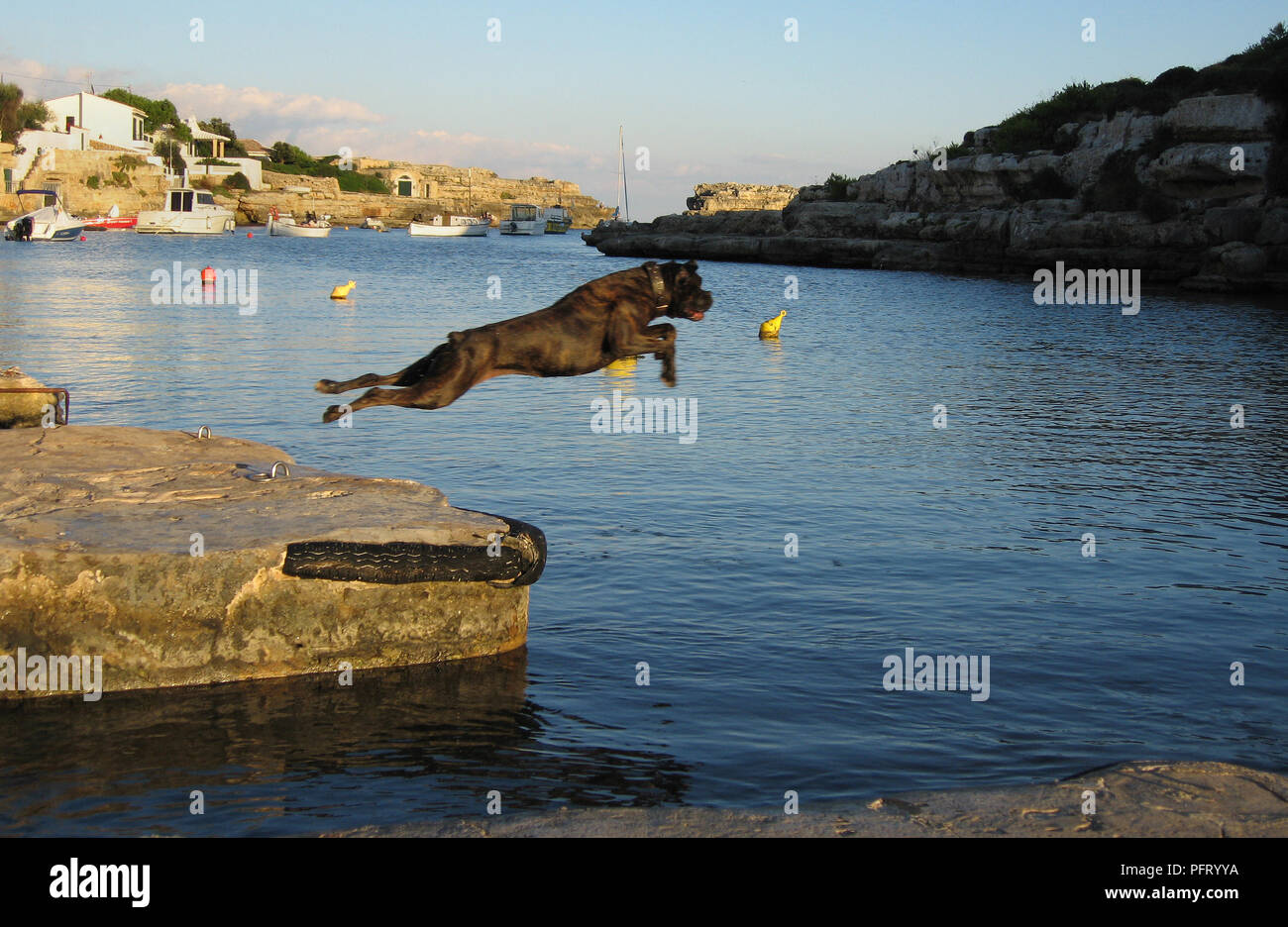 A large black dog leaps into the water off the quayside at Alacufar, Menorca, Spain Stock Photo