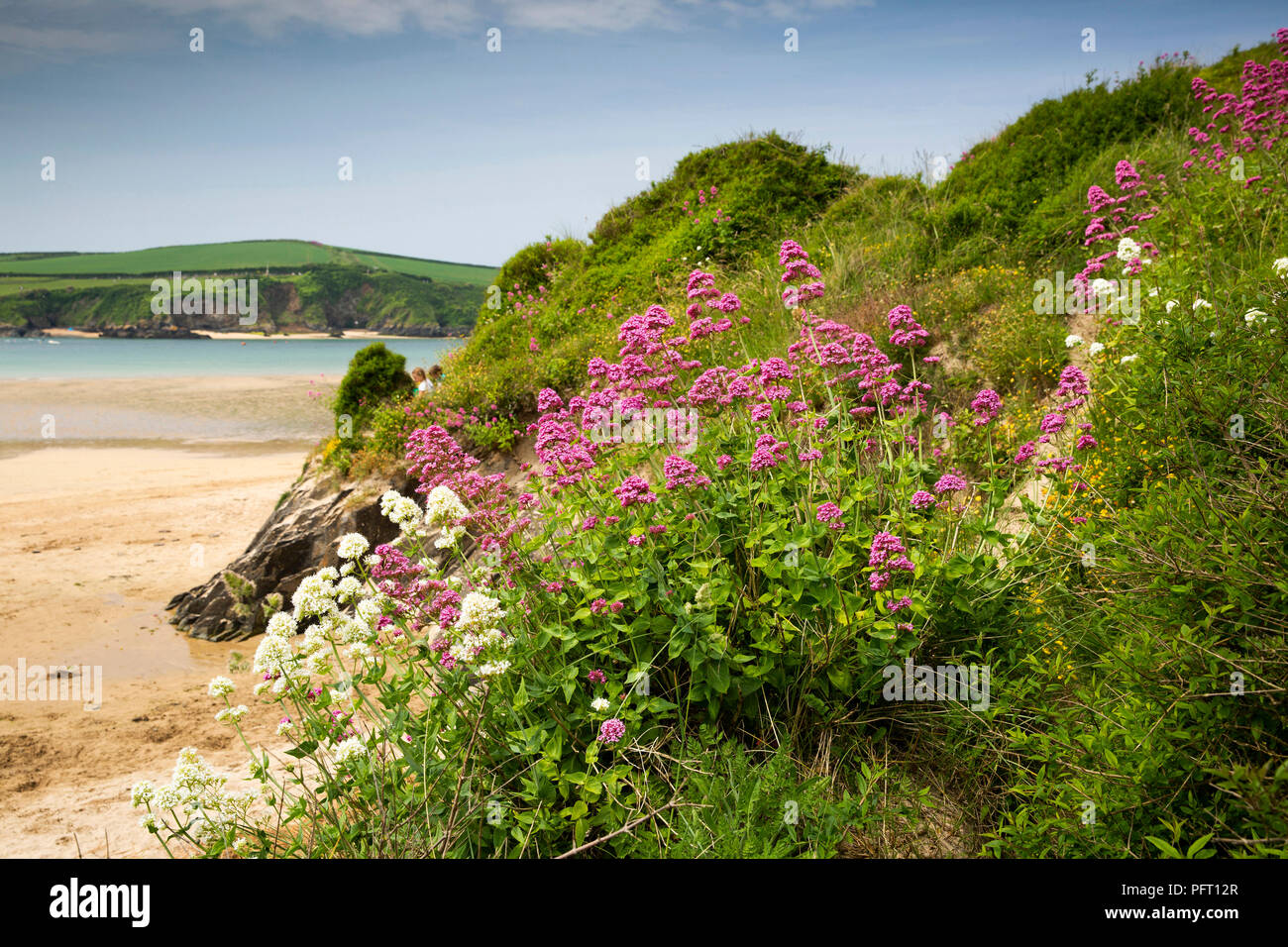 Centranthus ruber albus hires stock photography and images Alamy
