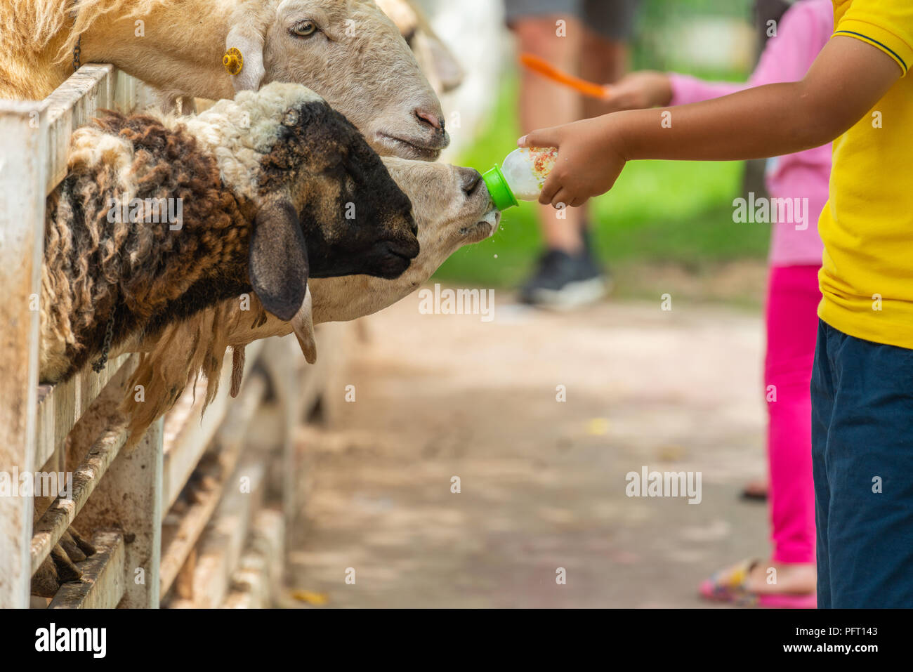 Un-identified tourist people feeding milk to sheeps in the farm in Nakhon Nayok, Thailand Stock Photo