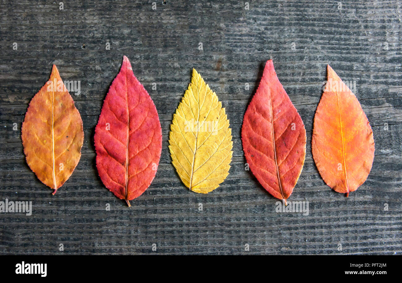 Four text leaves hi-res stock photography and images - Alamy