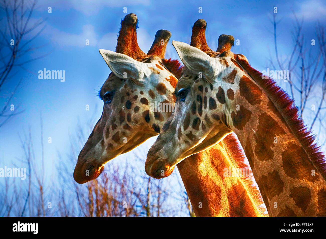 A pair of giraffe's Stock Photo