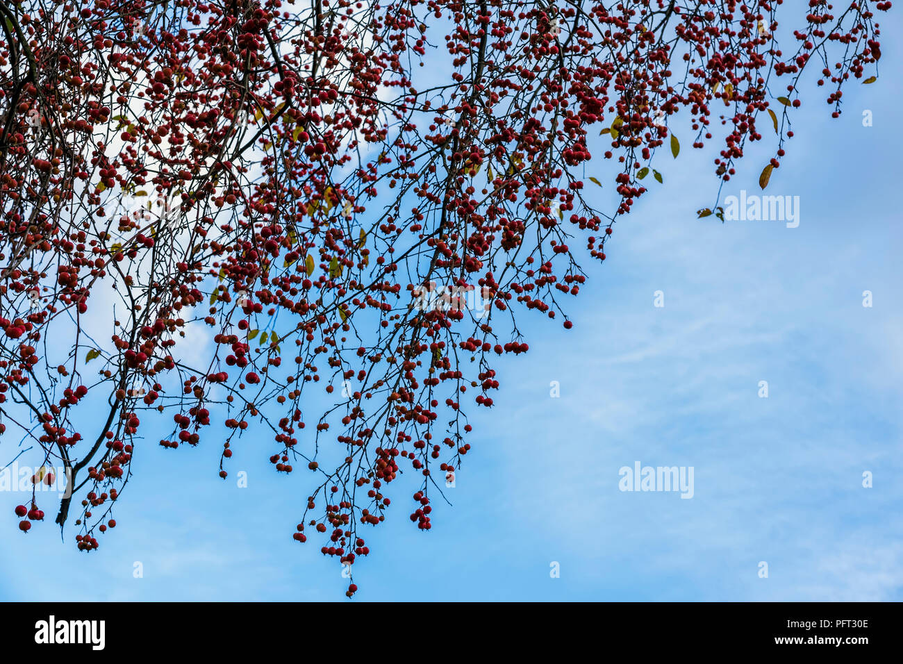 Bright scenic branches of crab apple tree with red apples on background of sky, fall. Natural autumn colors, malus baccata Stock Photo