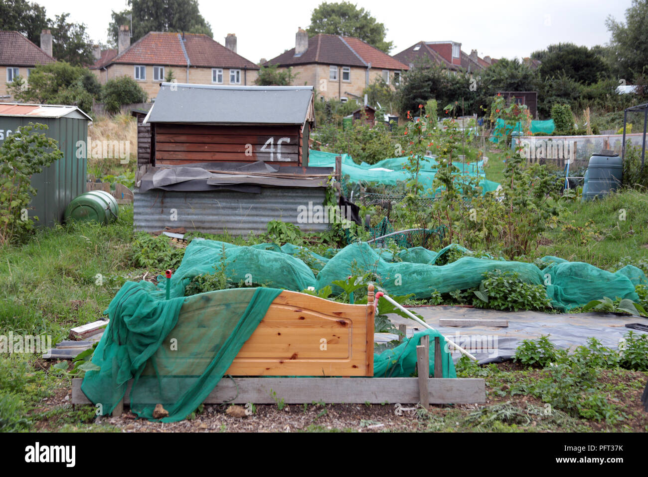 Allotments in Oldfield Park, Bath Spa, Somerset, England UK Stock Photo