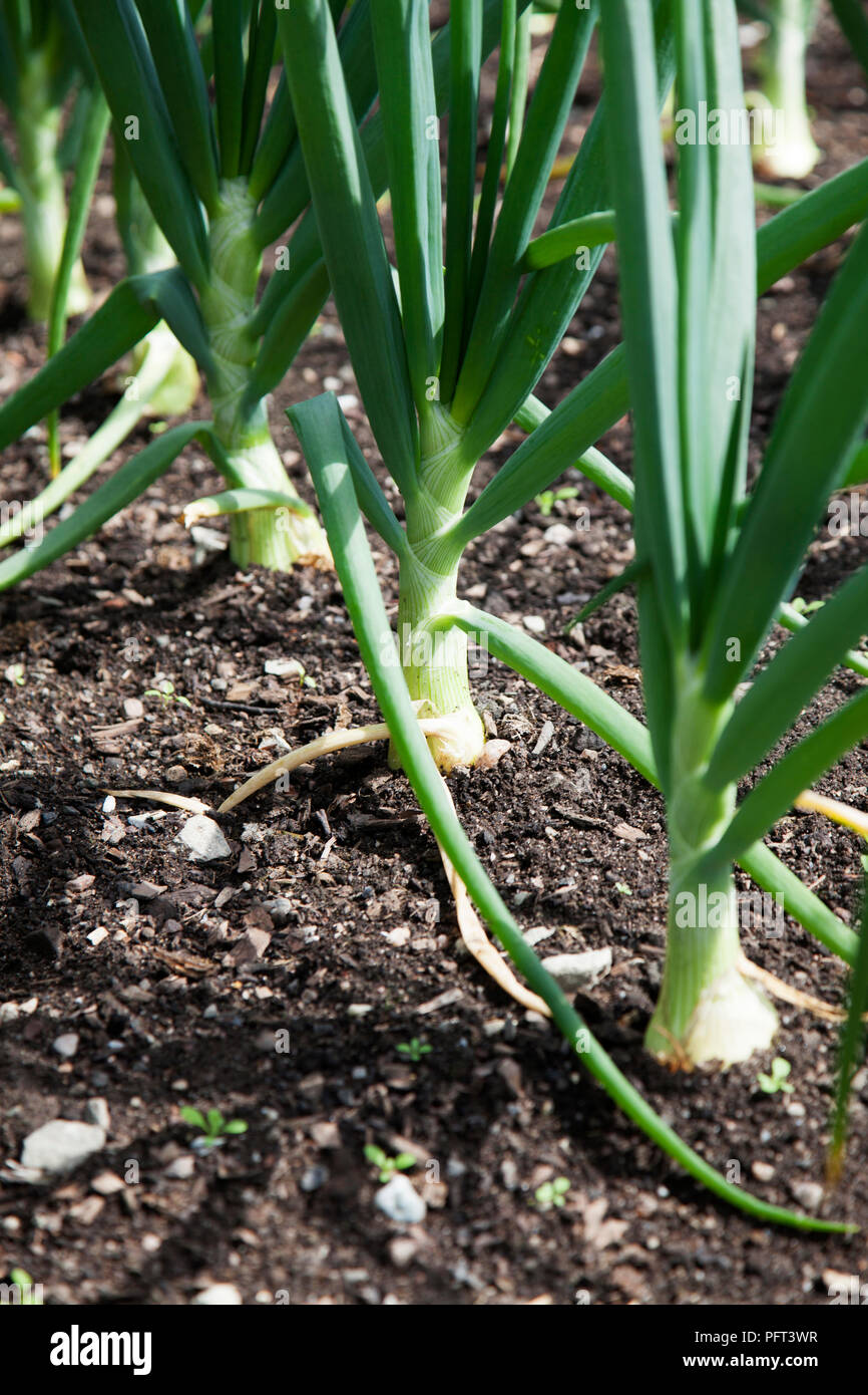 Sturon onions hi-res stock photography and images - Alamy