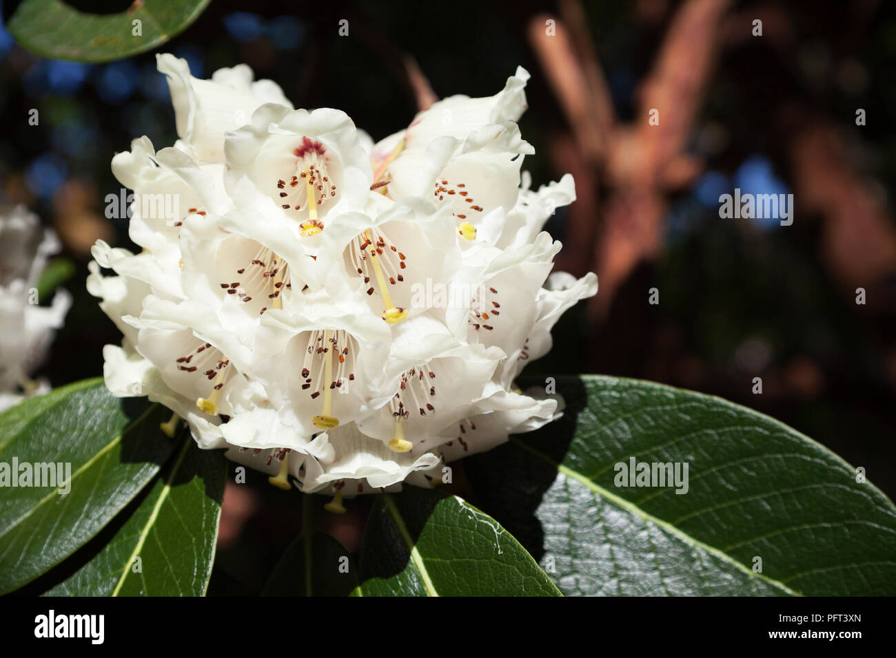 Rhododendron - variety Falconeri with White flowers in spring Stock Photo