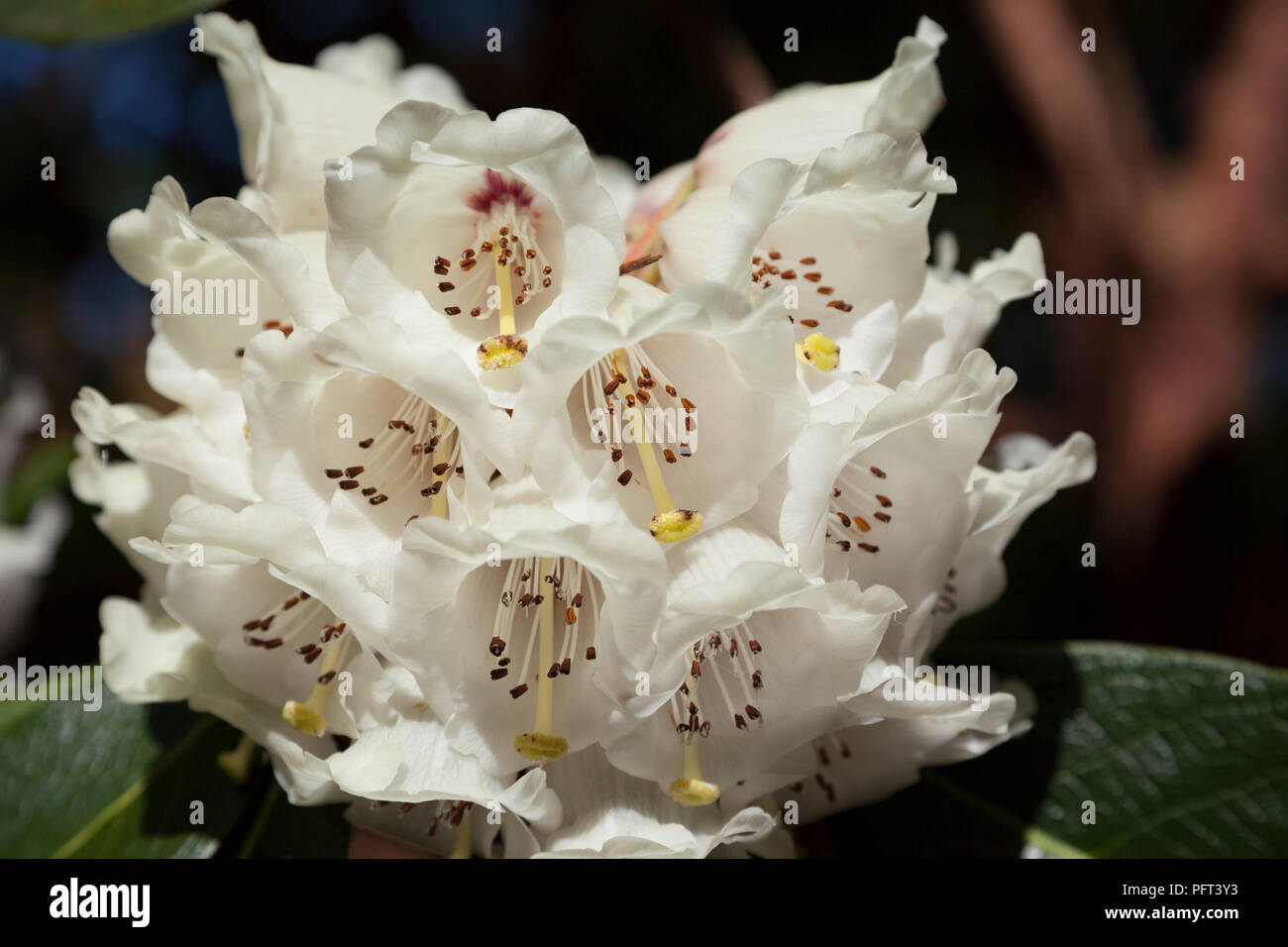 Rhododendron - variety Falconeri in full bloom in spring with white flowers. Stock Photo