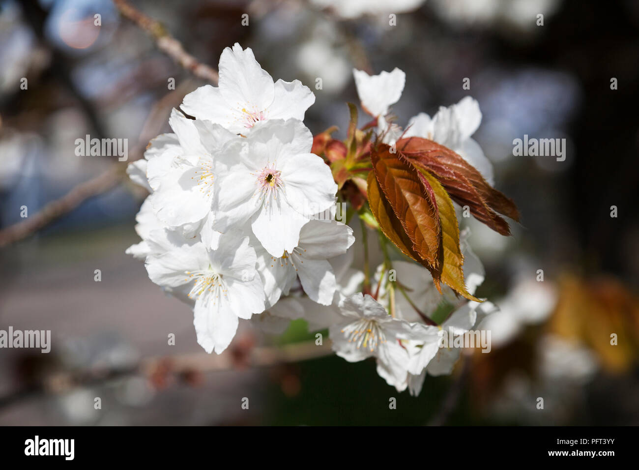 White flowering Japanese cherry blossom, West Princes Street, Helensburgh, Argyll, Scotland. Stock Photo