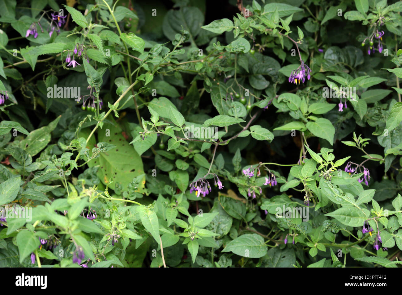 The purple flowers of Deadly Nightshade along the Avon Canal, Bath Somerset England UK Stock Photo