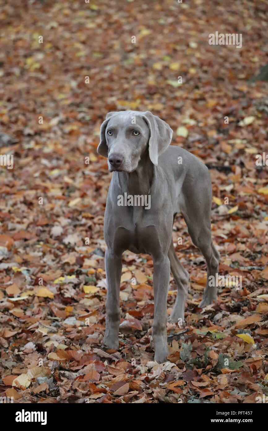 Pedigree Weimaraner dog grey coat young female dog Stock Photo