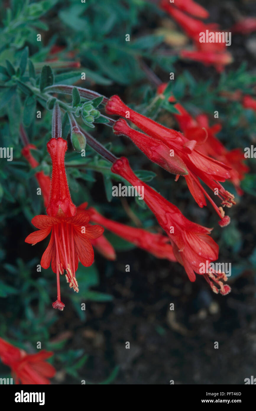 Zauschneria Californica 'Dublin', syn. Epilobium canum, deciduous perennial bearing bright red, funnel-shaped flowers Stock Photo
