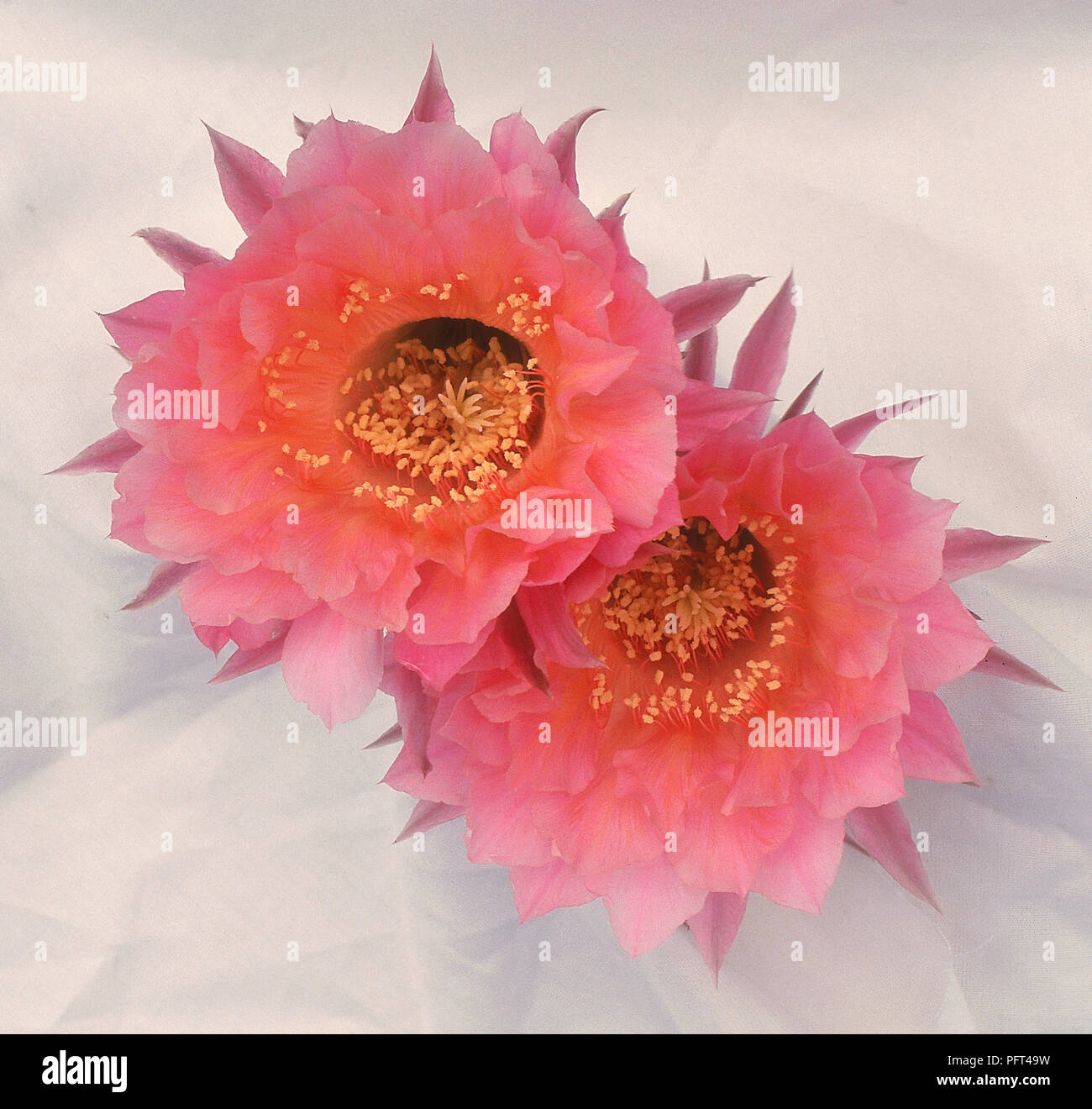 Matucana intertexta f. celendinensis, pink flowers from Peruvian cactus Stock Photo