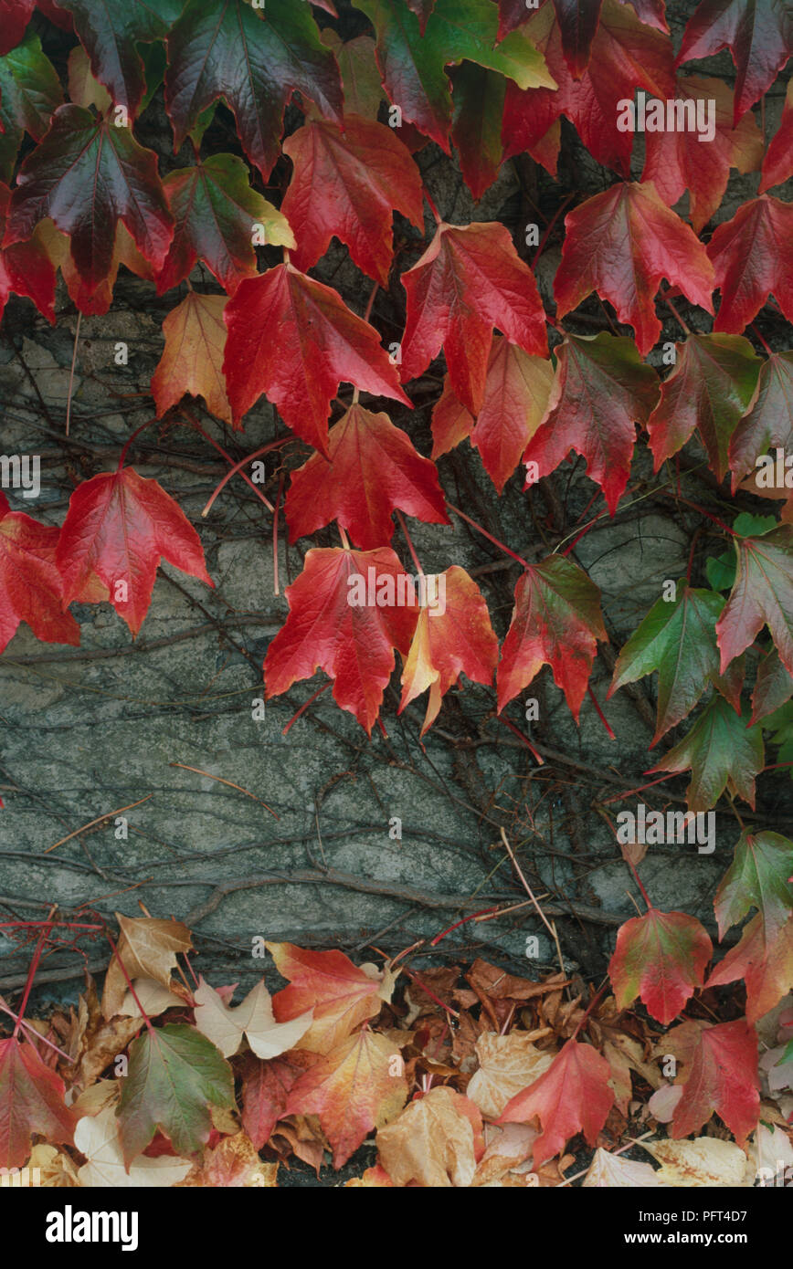 Parthenocissus tricuspidata (Boston ivy), red autumn leaves against wall Stock Photo