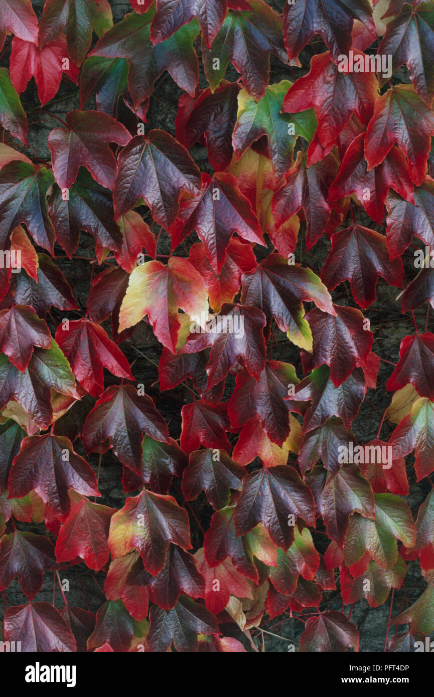 Parthenocissus tricuspidata (Boston ivy), autumn leaves Stock Photo