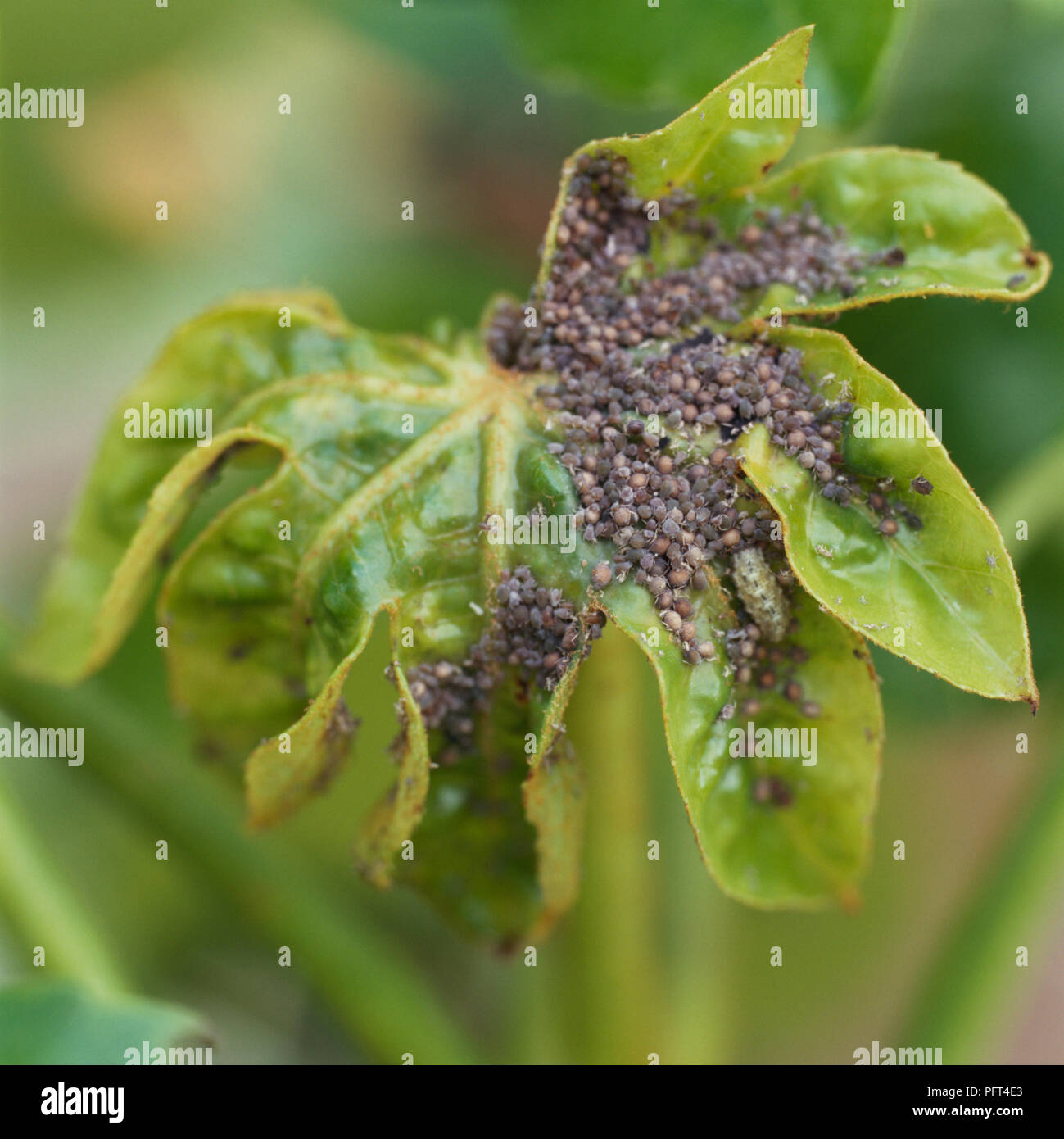 Leaf covered in aphids Stock Photo