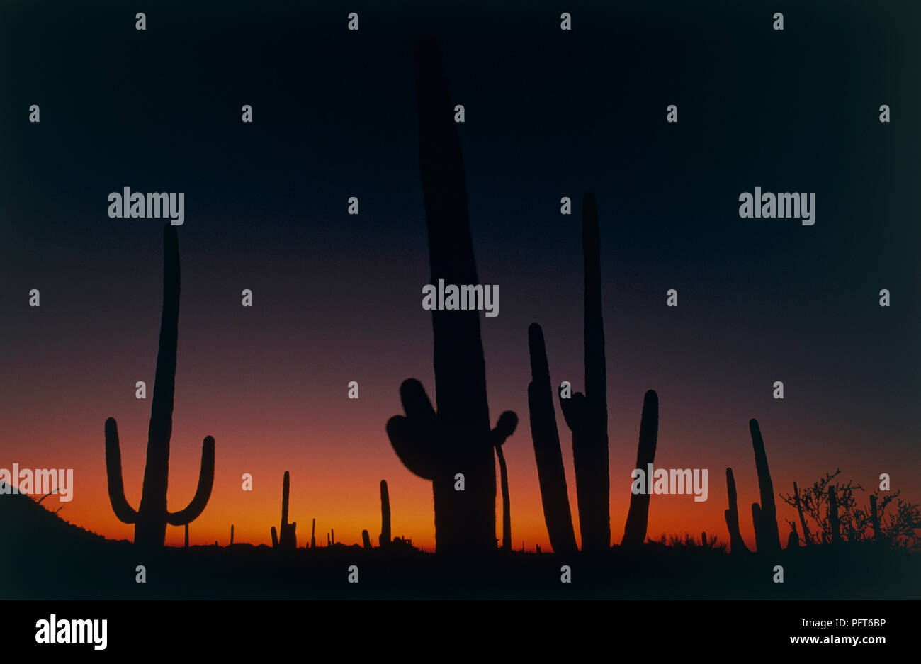 Carnegiea gigantea (Saguaro) cactus in Arizona desert at sunset Stock ...