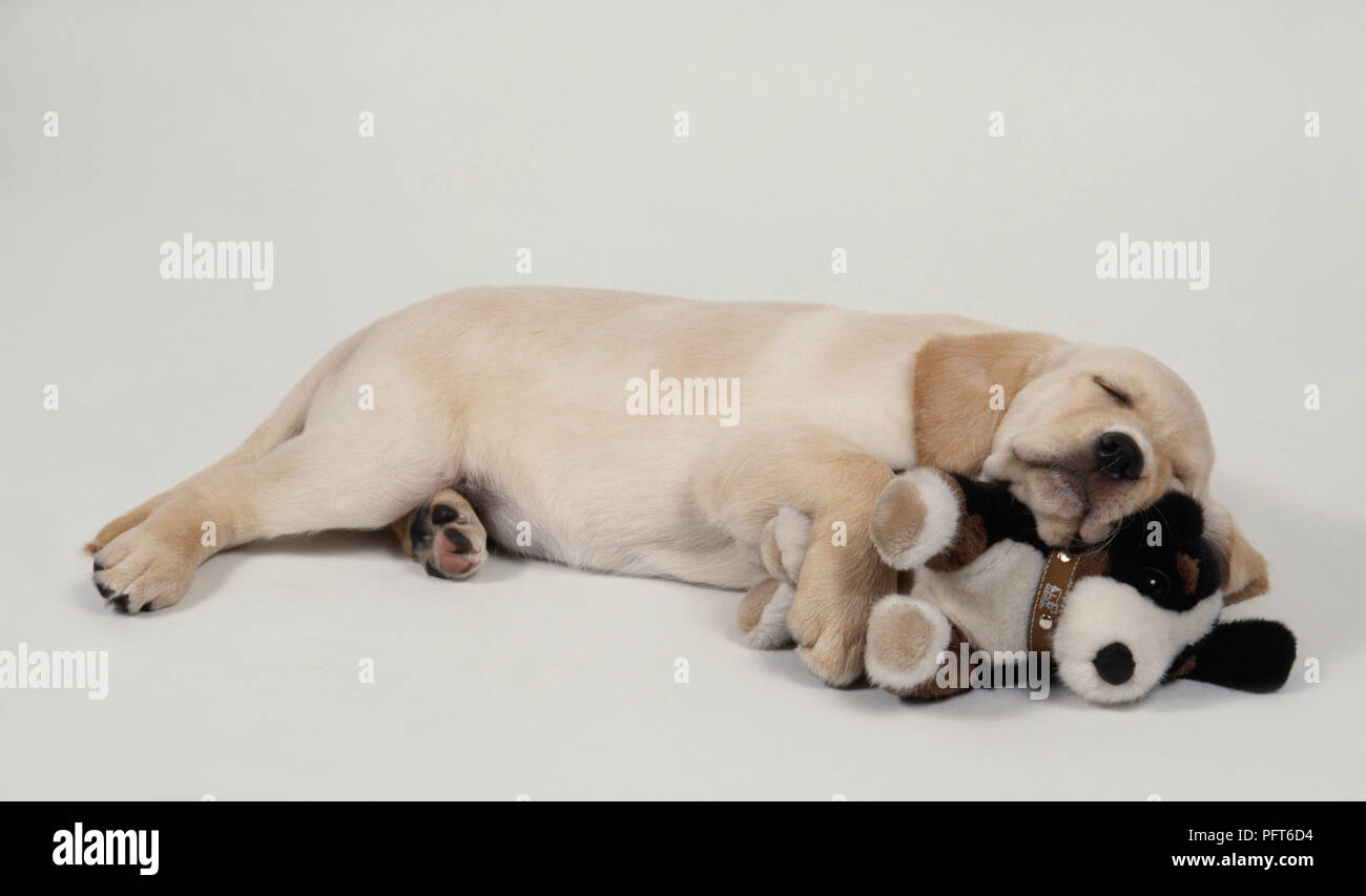 Yellow Labrador Retriever puppy sleeping with head on toy dog Stock ...