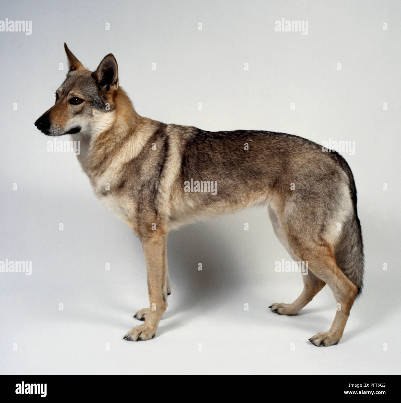 Czechoslovakian Wolfdog High Resolution Stock Photography And Images Alamy