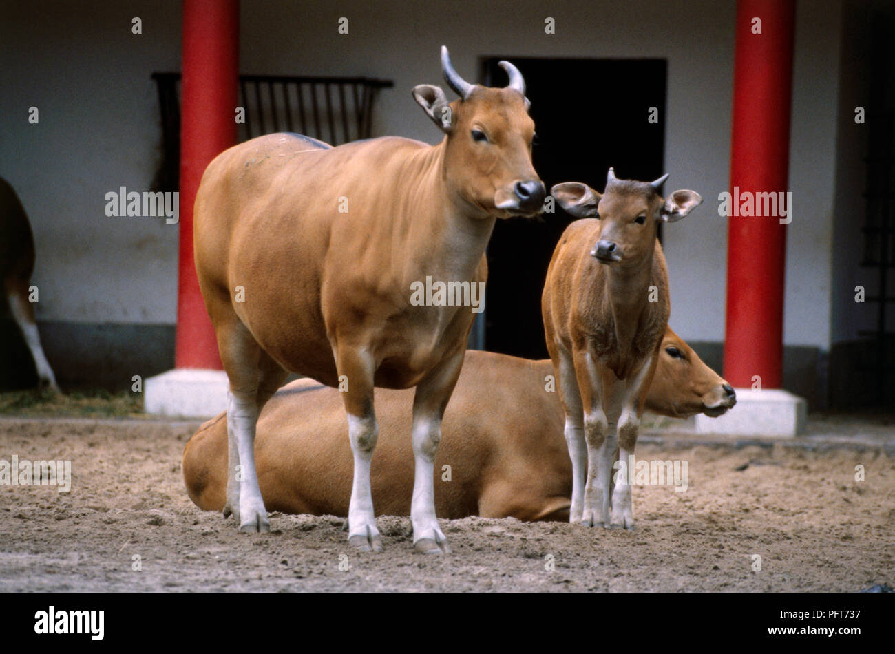 Banteng (Bos javanicus) cows and calf standing and lying down in enclosure Stock Photo