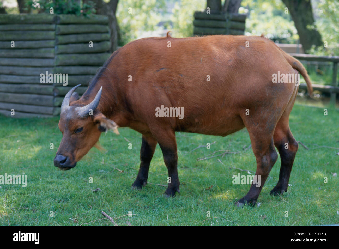 African Forest Buffalo (Syncerus caffer nanus) in grass enclosure Stock  Photo - Alamy