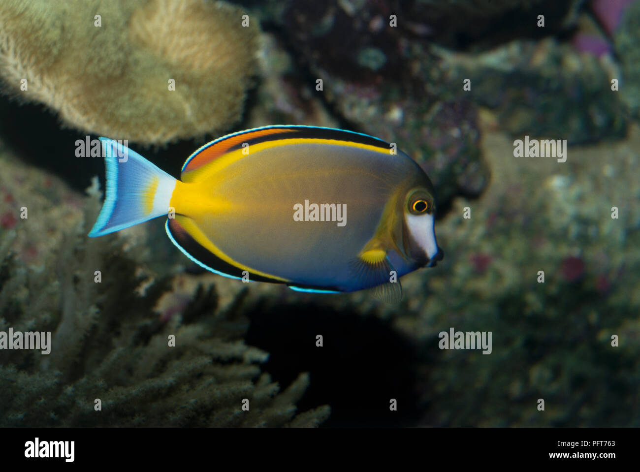 Gold Rim Tang (Acanthurus nigricans) swimming in fish tank Stock Photo