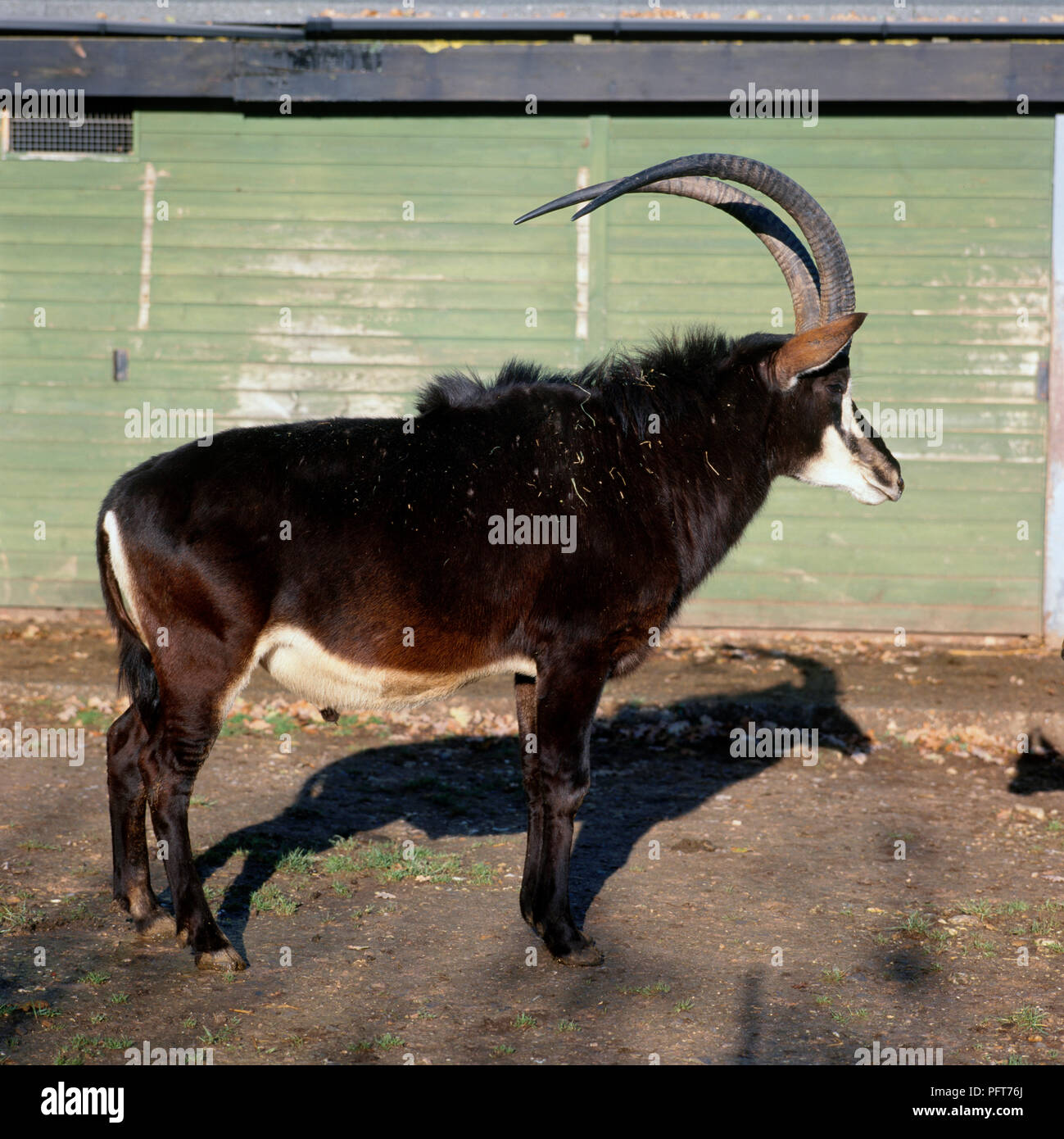 Long curved horns hi-res stock photography and images - Alamy