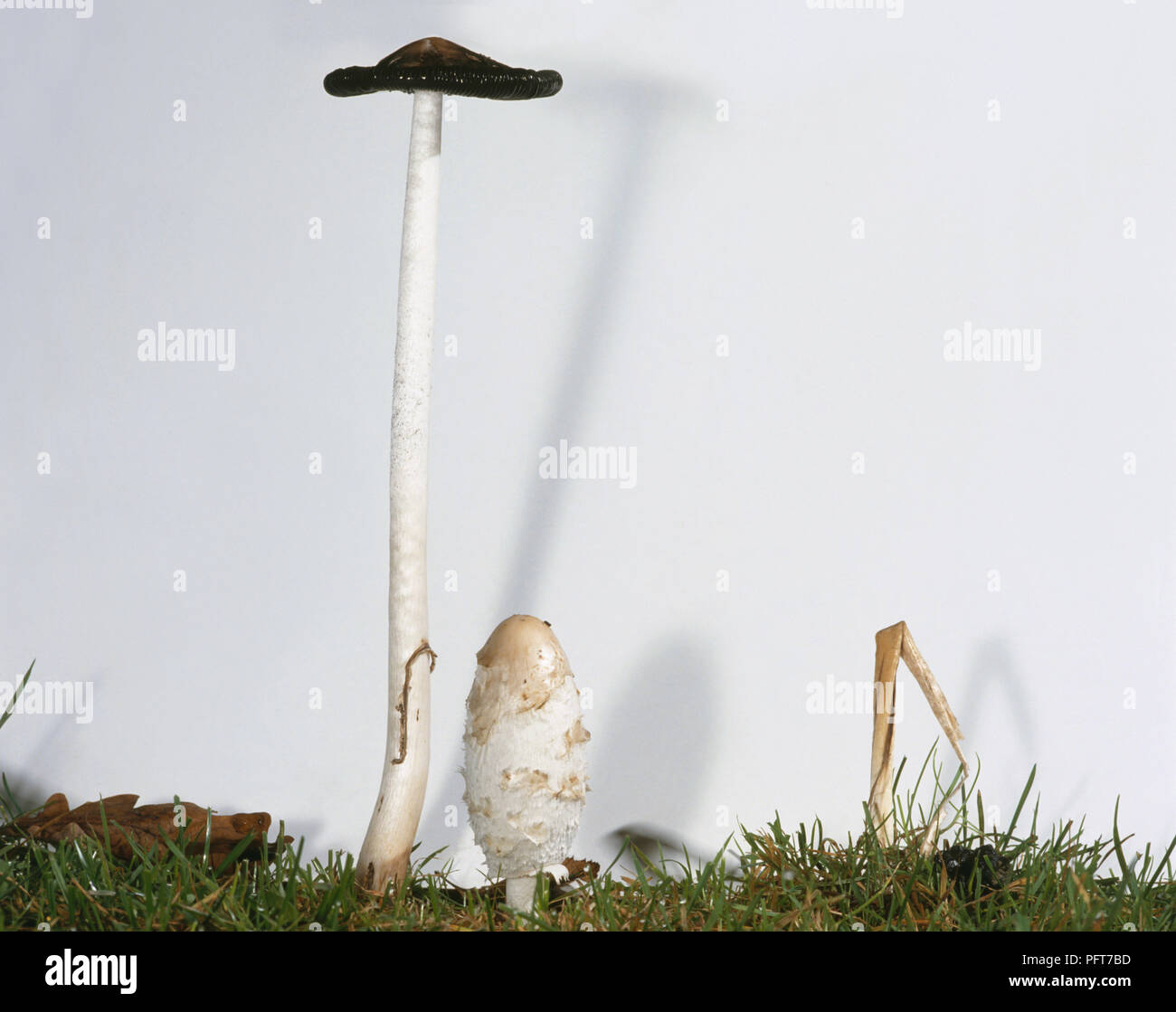 Coprinus comatus (Shaggy ink-cap), mushroom at different stages, as fruiting body (smaller, right) and then once the mushroom has shrivelled and the spores released their inky liquid (taller, left) Stock Photo