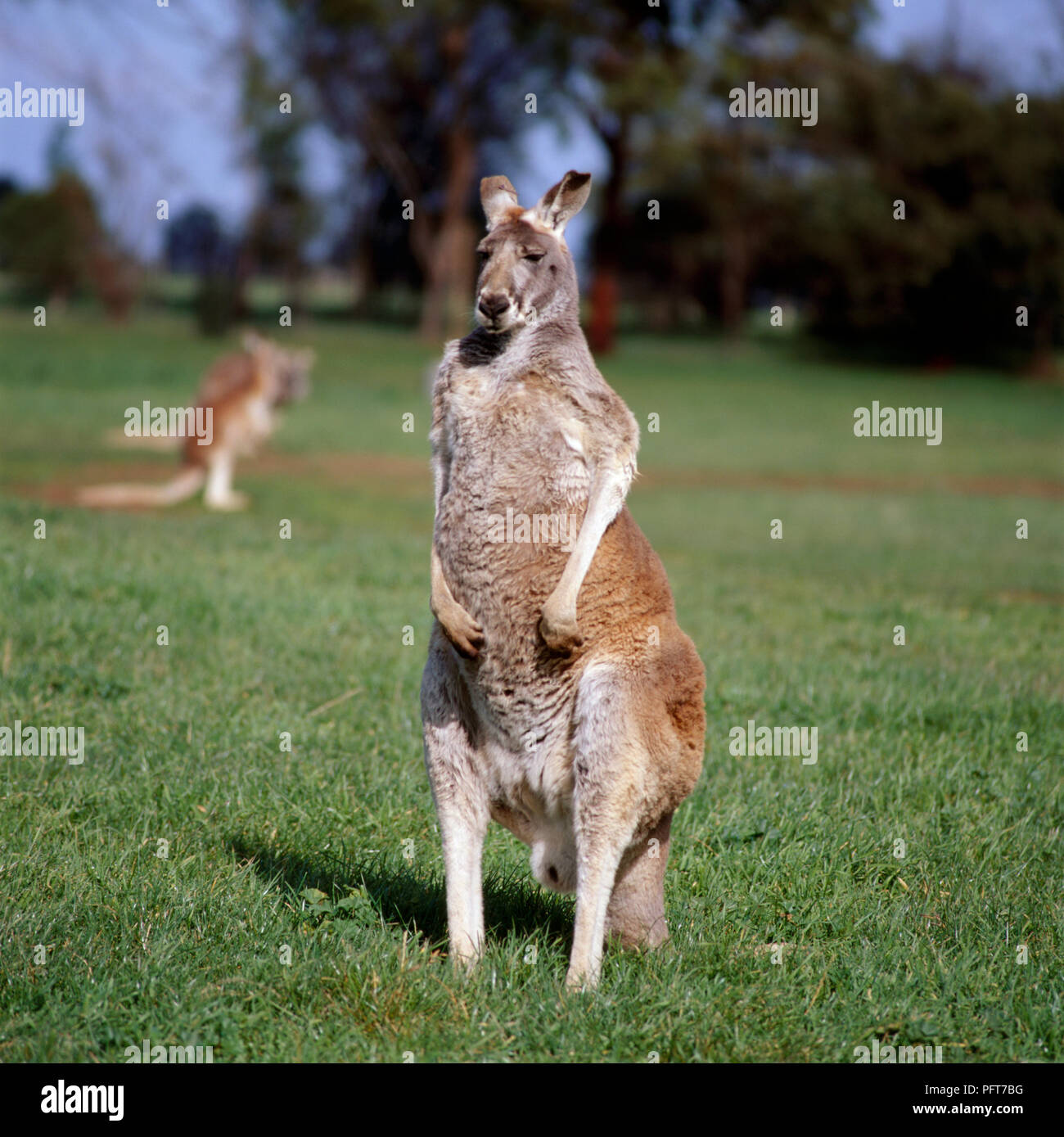 The red kangaroo - Macropus rufus Yoga Mat