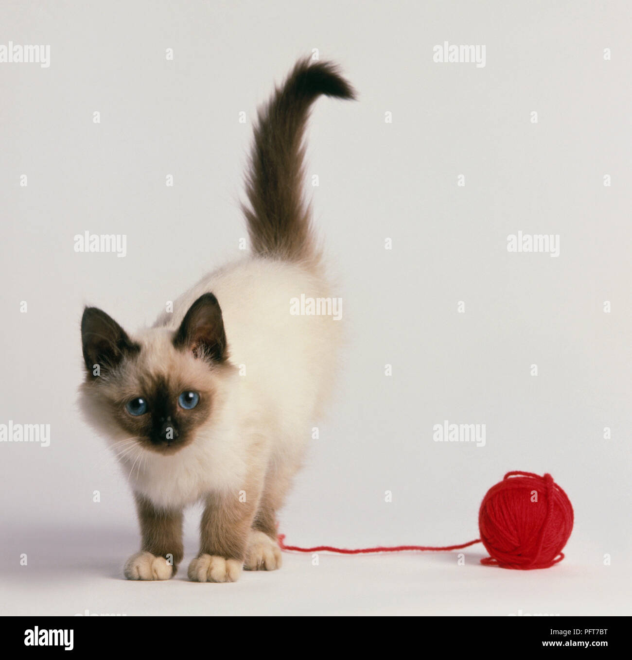 chocolate point mitted ragdoll