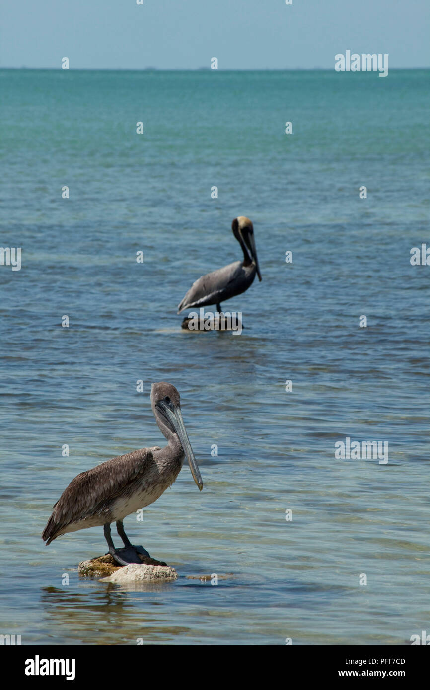 USA, State of Florida, Tavernier, Florida Keys Wildlife Rescue Center, two pelicans perching on rocks in the sea Stock Photo