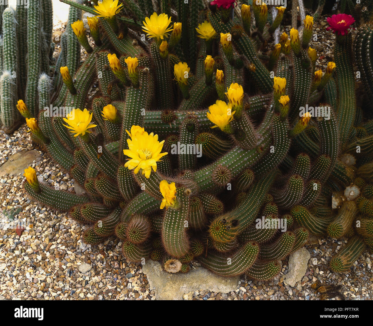 Echinopsis huascha, thick round stems covered in coloured spines. Golden funnel shaped blooms. Stock Photo