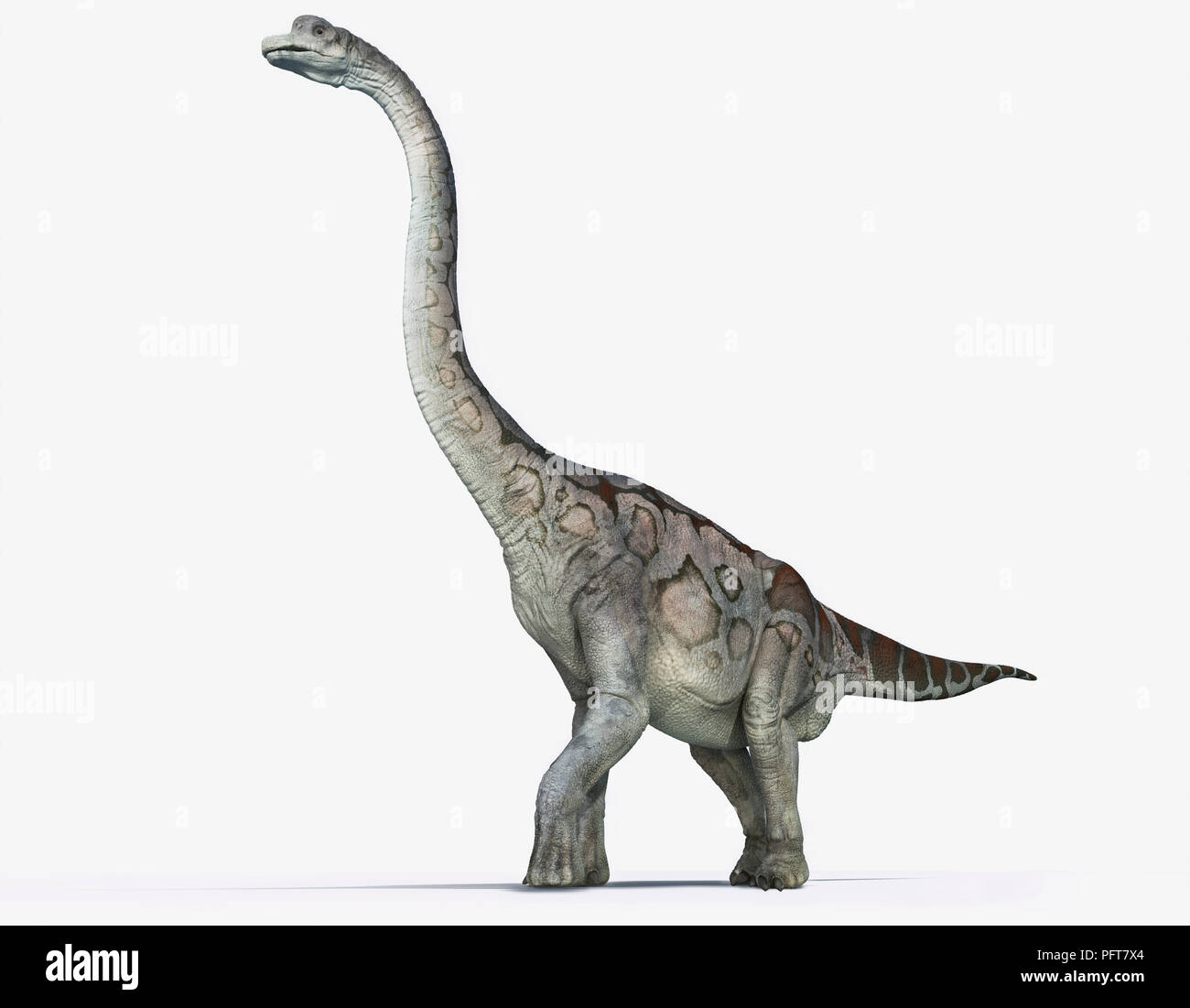 Illustration of Brachiosaurus showing characteristic long neck Stock Photo