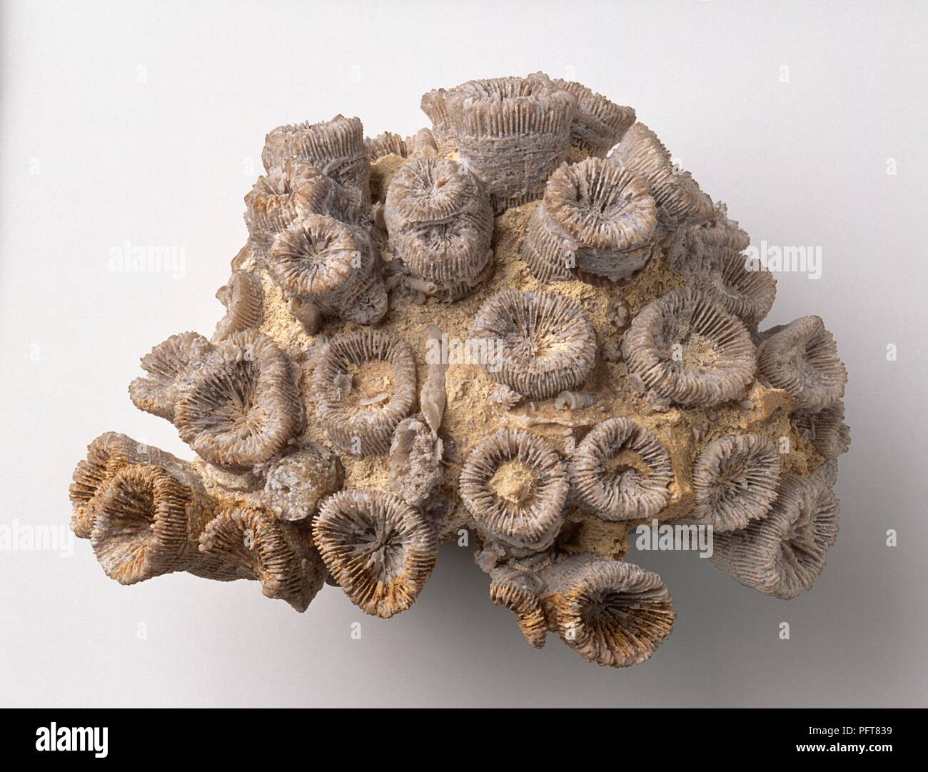 Fossilised coral (Thecosmilia trichotoma) Stock Photo