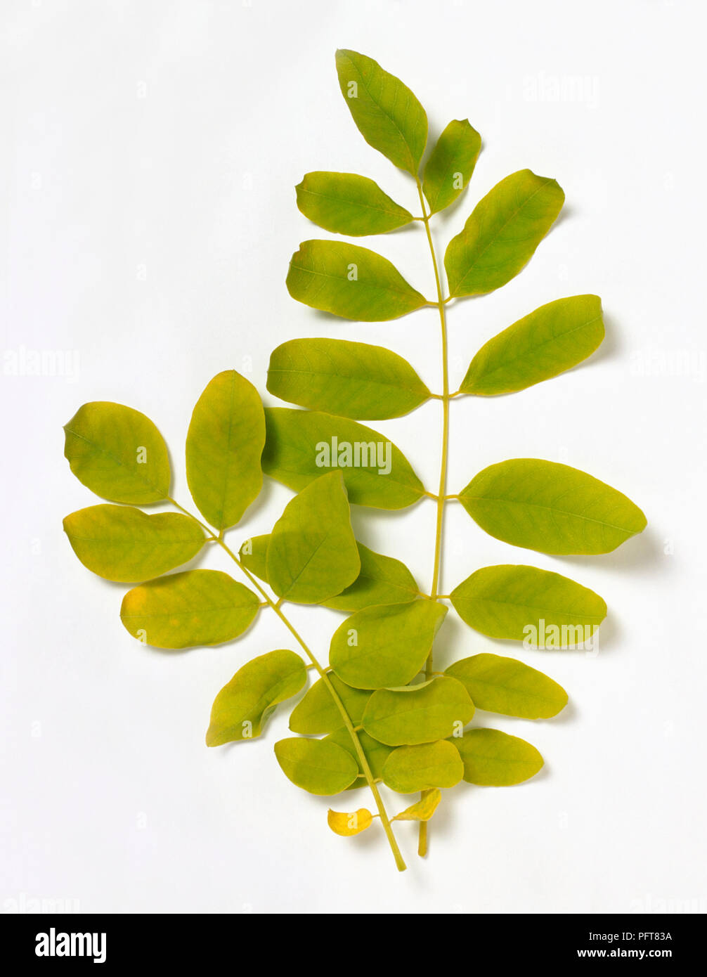 Green Robinia pseudoacacia (Black Locust) leaves on two stems Stock