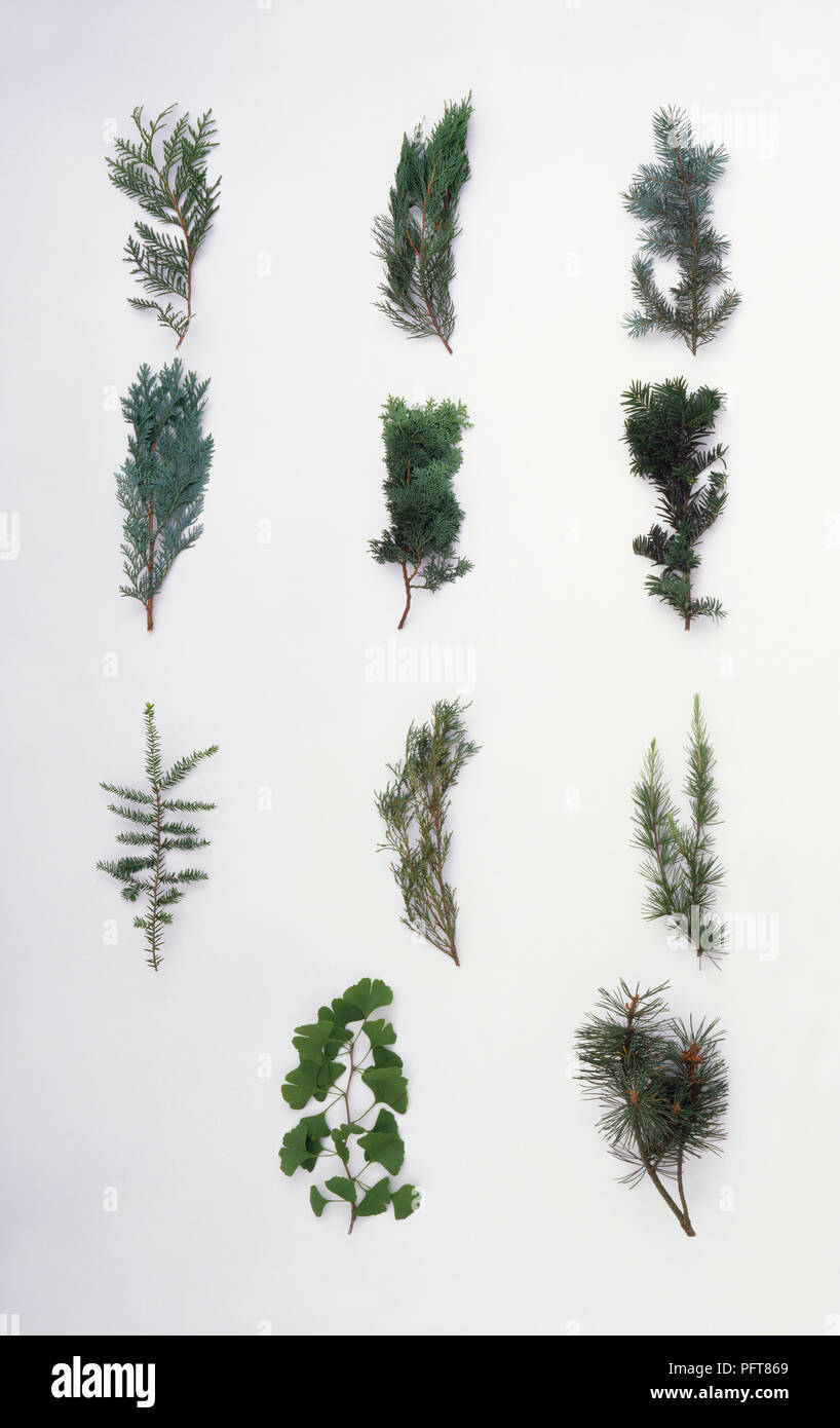 Leaves of coniferous Hemlock, Cypress, Cedar, Maidenhair, Pine, Deodar, Spruce and Yew trees Stock Photo