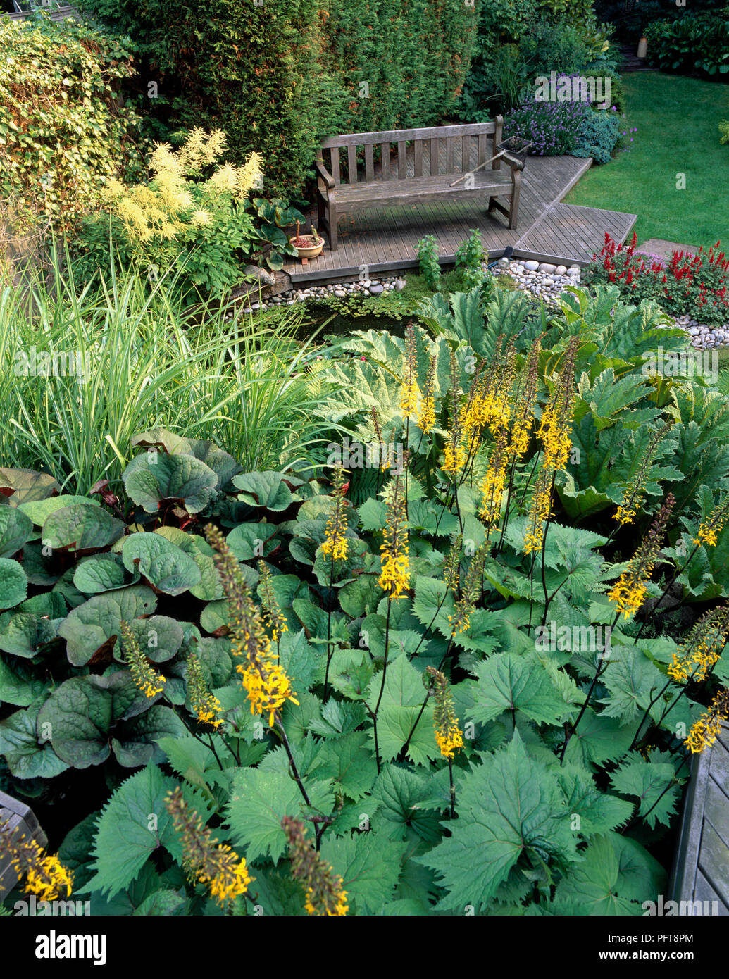 Garden pond with water lilies and yellow Ligularia sp. (Leopard plant) in foreground, Miscanthus sinensis 'Zebrinus' (Zebra grass) and jagged leaves of Gunnera manicata behind, and bench in background Stock Photo