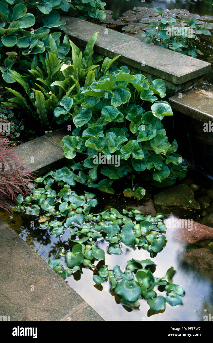 Raised ponds on different levels and aquatic plants Stock Photo
