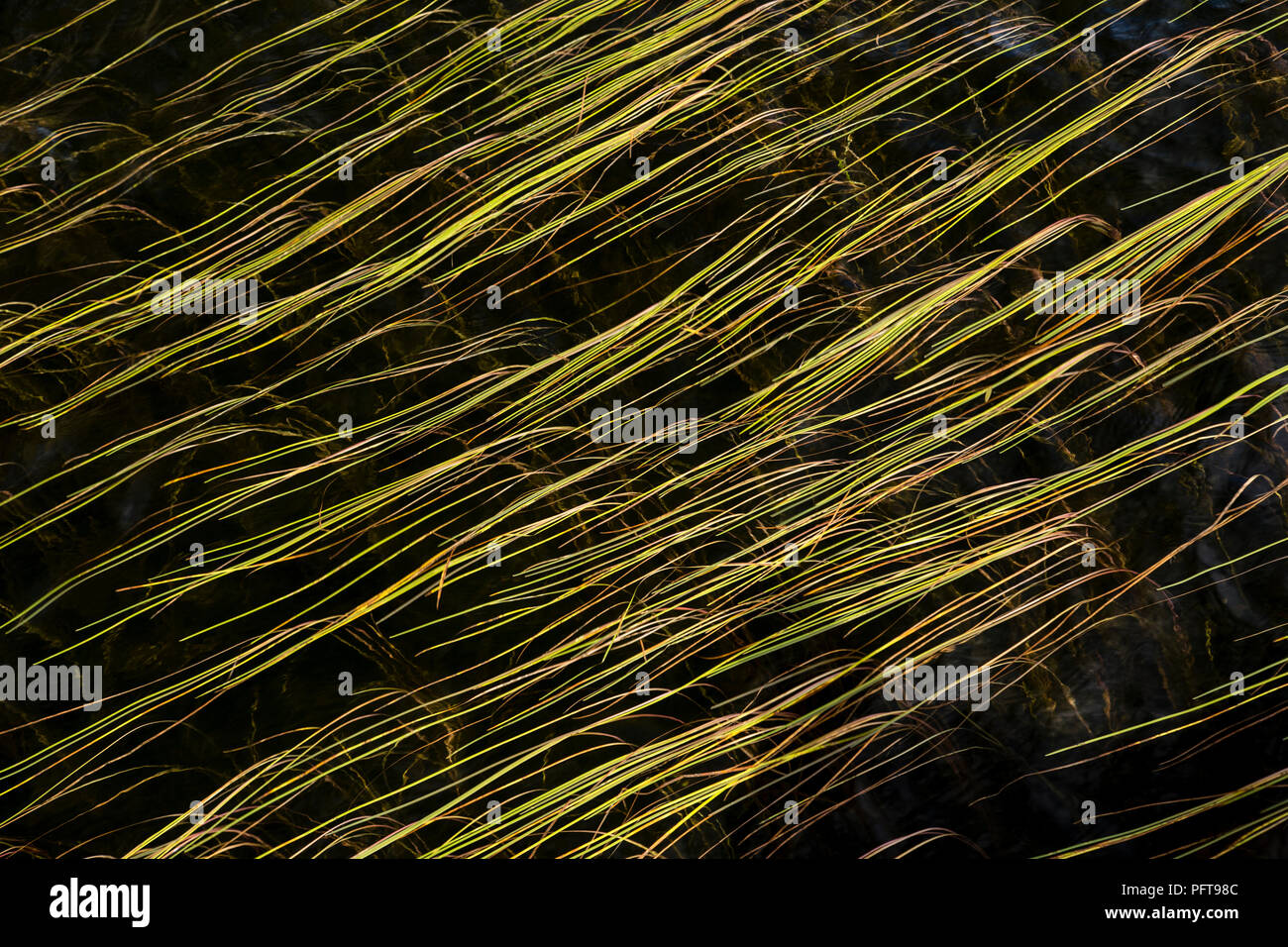Reeds on the surface of Llyn Ogwen lake, Snowdonia, North Wales Stock Photo