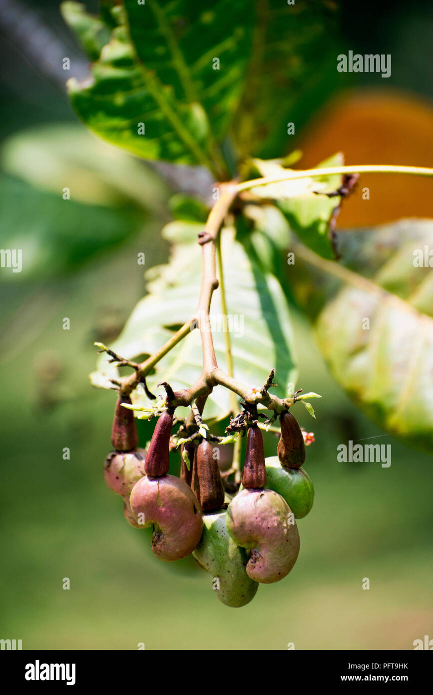 Sri Lanka, Southern Province, Galle, Hiyare Rainforest Park, cashew nuts hanging on branch, close-up Stock Photo