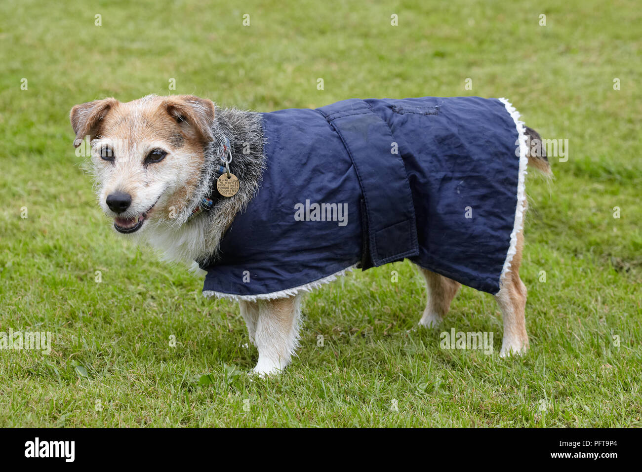 Elderly Jack Russell in garden wearing dog coat Stock Photo
