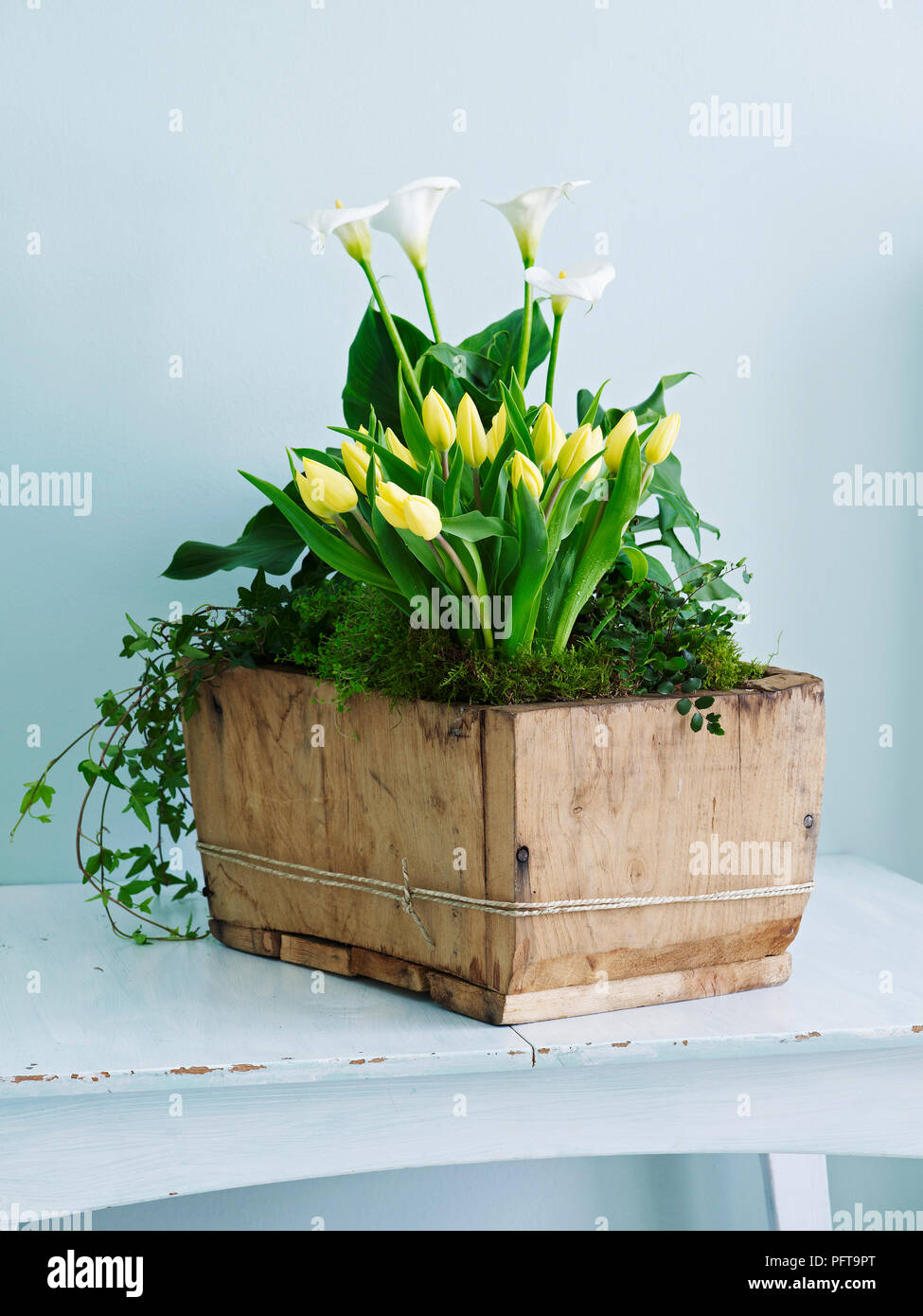 Tulips, calla lilies, trailing ivy arranged in wooden container Stock Photo