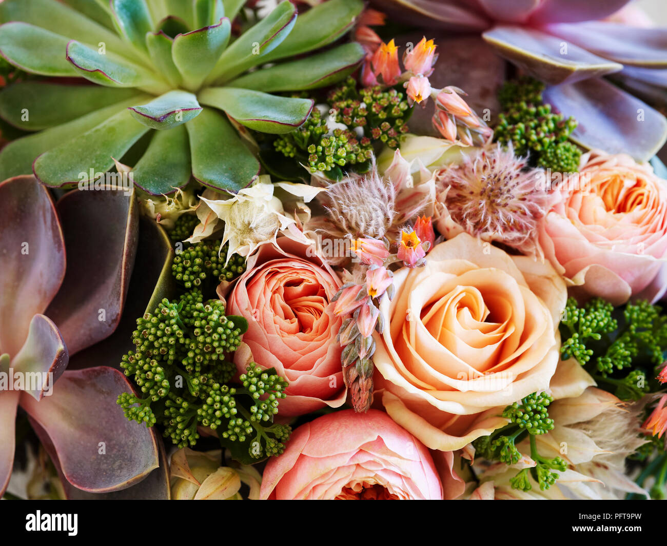 Succulents and roses flower arrangement Stock Photo