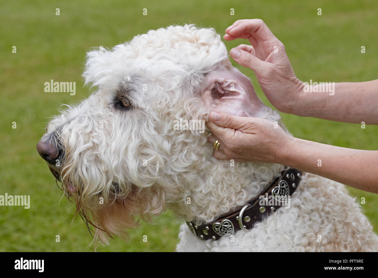 Labradoodle owner checking ears Stock Photo Alamy