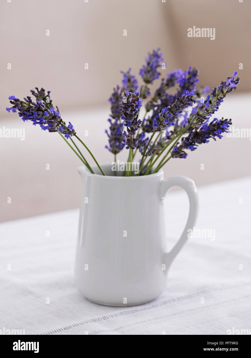English lavender in white ceramic jug Stock Photo