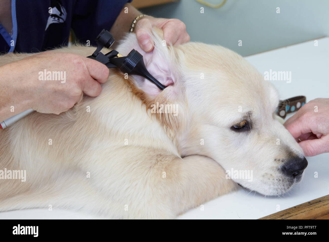 Labrador puppy being checked over by a vet. Checking ears with Otoscope (auriscope) Stock Photo