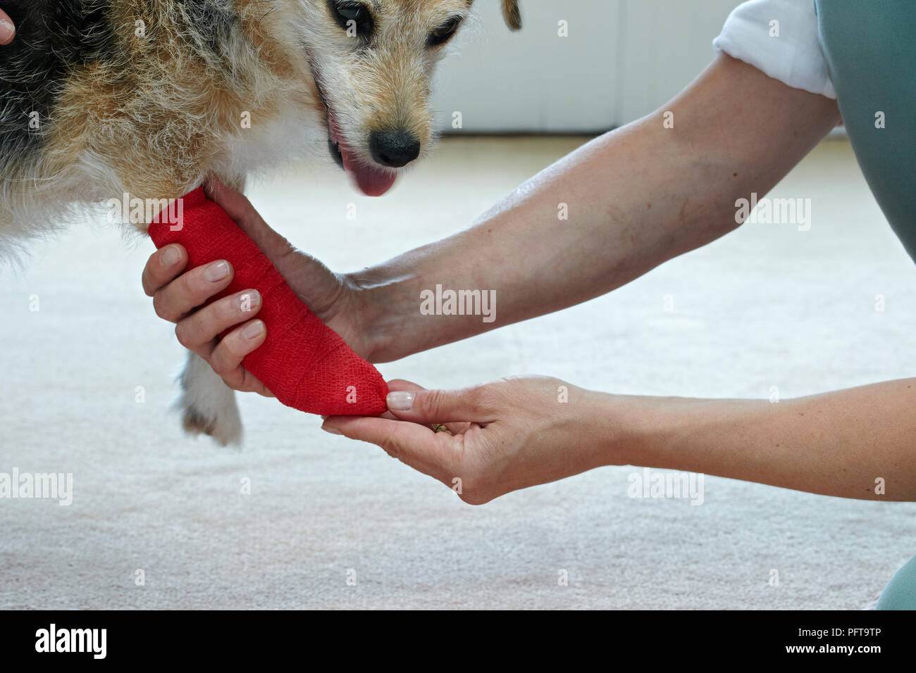 Applying bandage to Jack Russell paw using cohesive tape Stock Photo