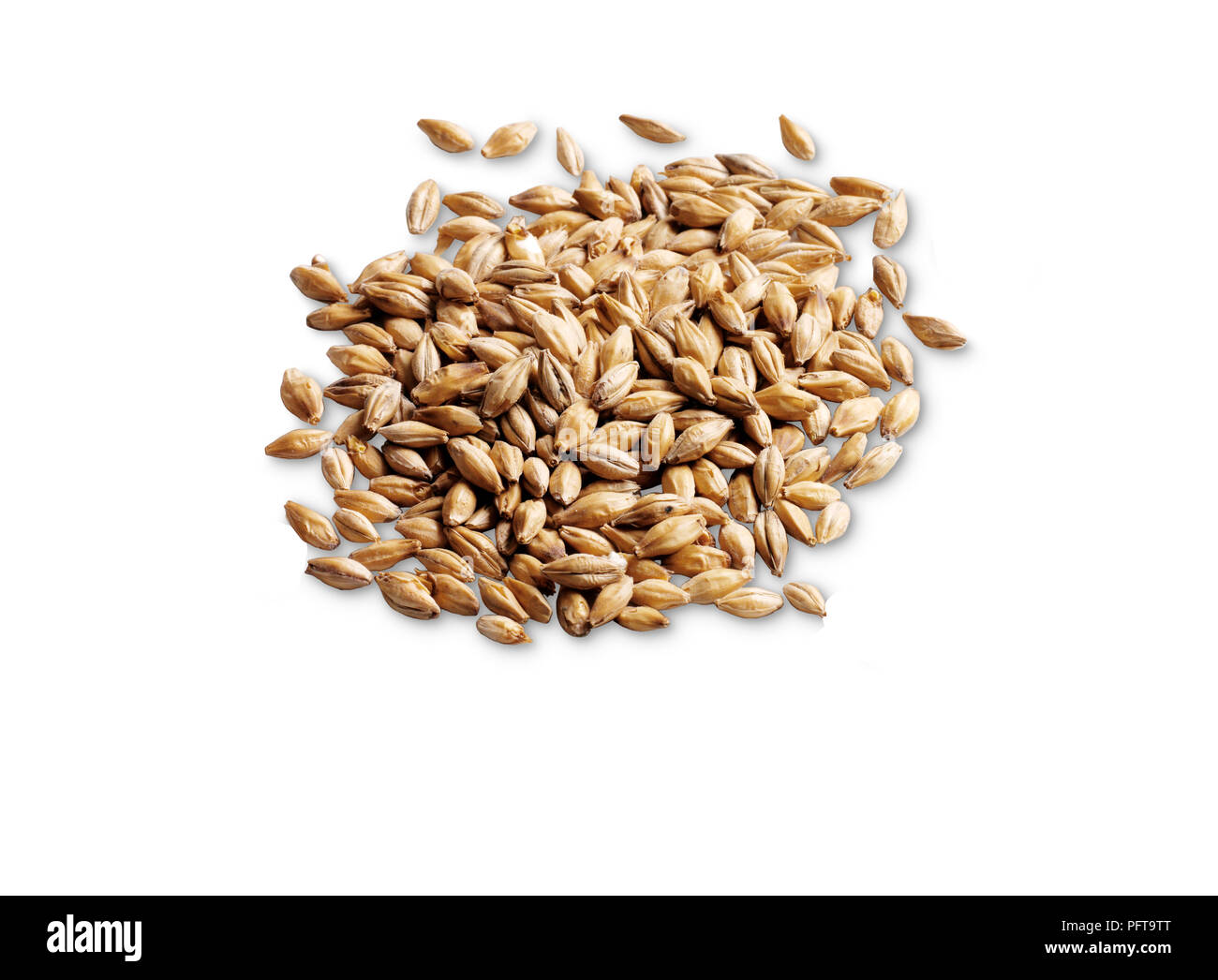 Pale malt for brewing beer Stock Photo