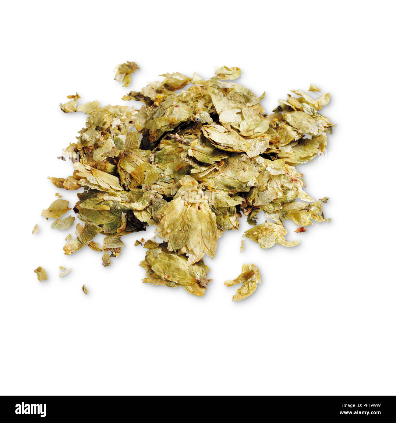 Dried hops for brewing beer Stock Photo