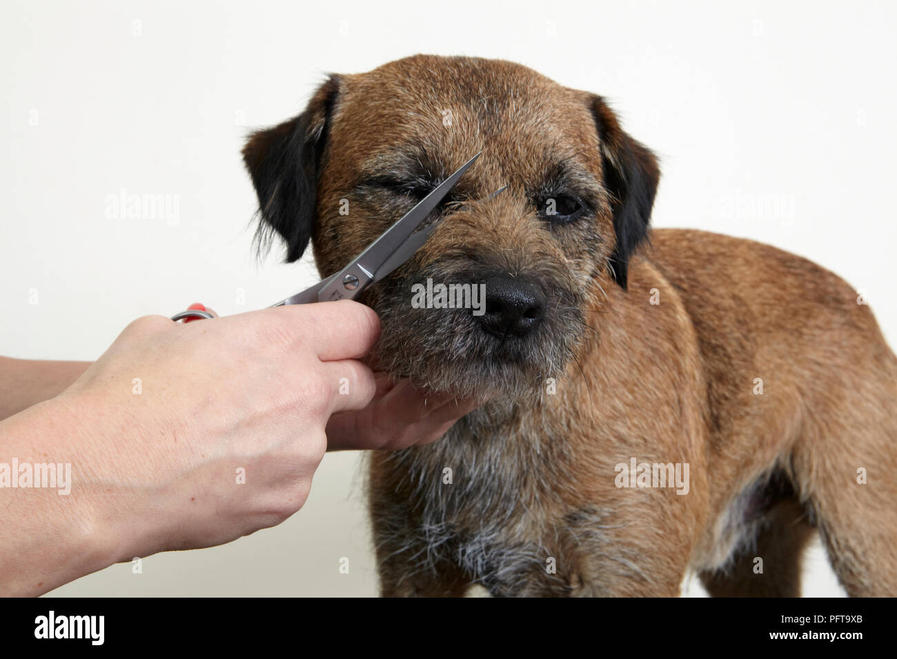 can you trim a border terrier