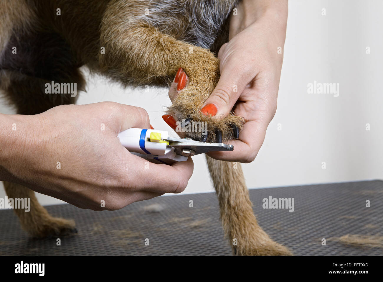 Border terrier, tnail trimming in grooming parlour. Stock Photo